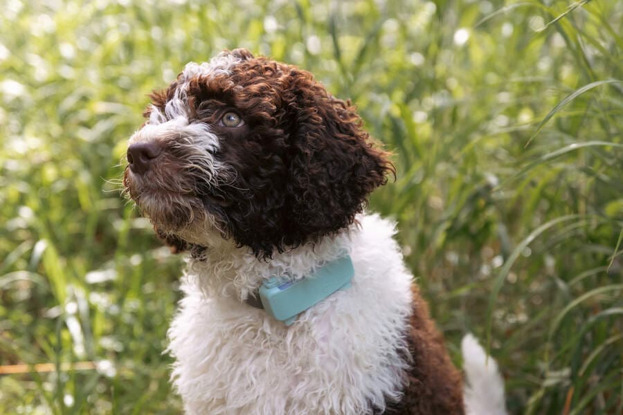 caspar in the grass with his tractive dog 6 (1)