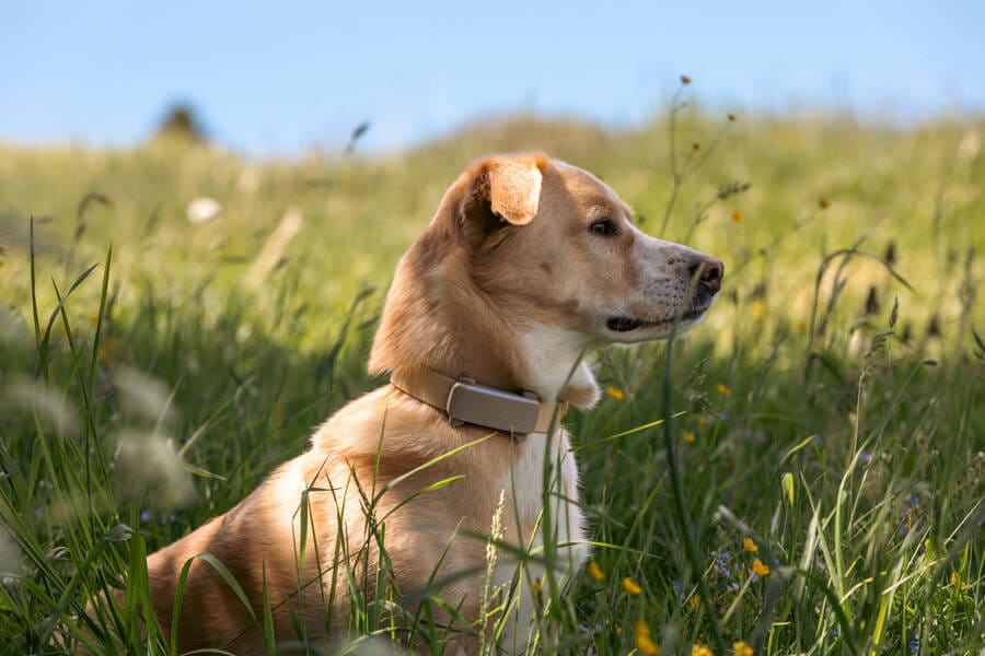 mika in a field with his tractive dog 6 (1)