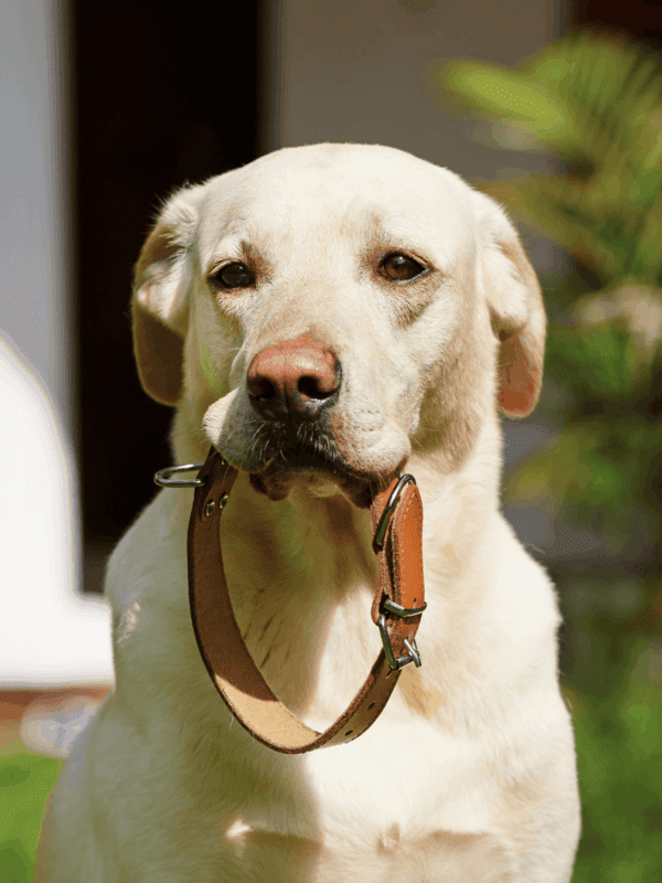 dog collar tracker