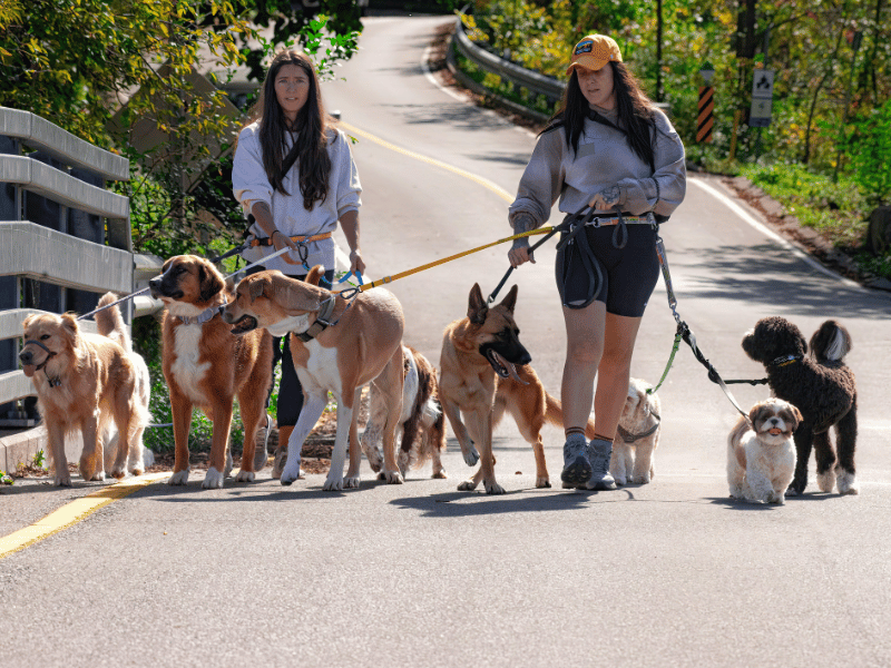 dog tracker for dog sitters